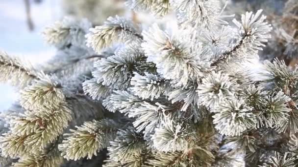 Κλαδί πεύκου στο χειμερινό πάρκο κάτω από το χιόνι. Γκρο πλαν βίντεο. Χριστουγεννιάτικη διάθεση. Χειμερινό πάρκο χιονιού. Παντού σε λευκό χρώμα — Αρχείο Βίντεο
