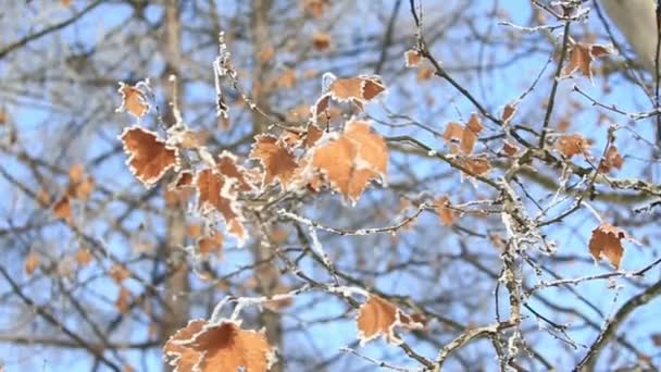 Vacker med orange löv under snön. Första snön. Ljusblå bakgrund — Stockvideo