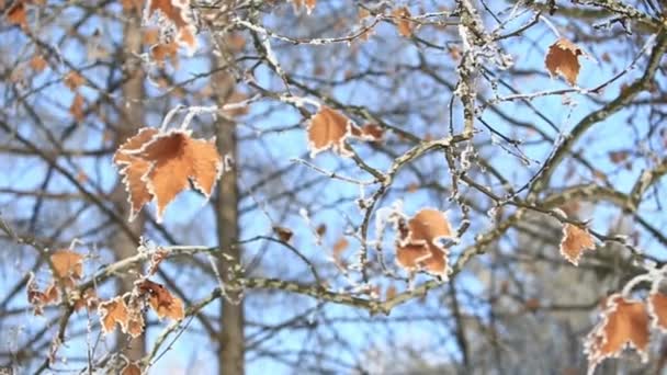 Mooi met oranje bladeren onder de sneeuw. Eerste sneeuw. Licht blauwe achtergrond — Stockvideo