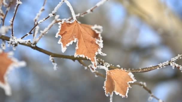 Vacker med orange löv under snön. Första snön. Ljusblå bakgrund — Stockvideo