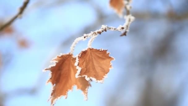 Kar altında turuncu yaprakları ile güzel. İlk kar. Açık mavi renkli — Stok video