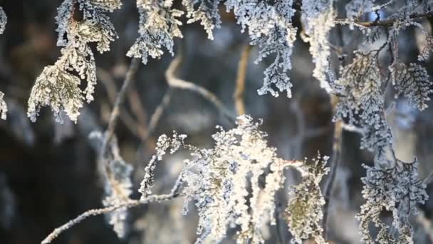 Árbol de invierno bajo la nieve. Parque de invierno — Vídeos de Stock