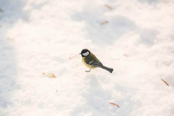 雪の上のウソ。冬 outdors。日当たりの良い — ストック写真