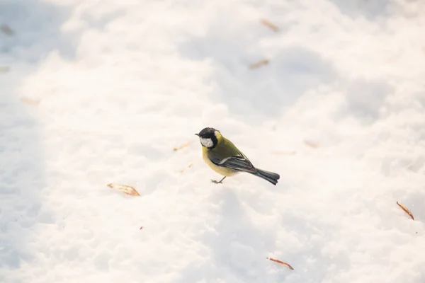 Bullfinch on the snow. Winter outdors. Sunny — Stock Photo, Image