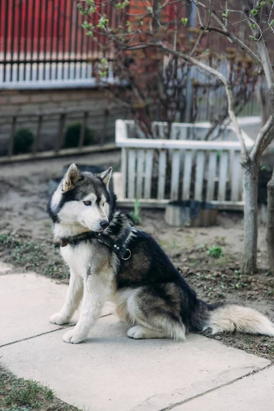 Husky se sienta en un lugar. Hermoso perro —  Fotos de Stock