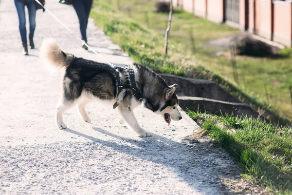 Uma menina está andando com um cão ao longo do dique. Bonito cão husky — Fotografia de Stock