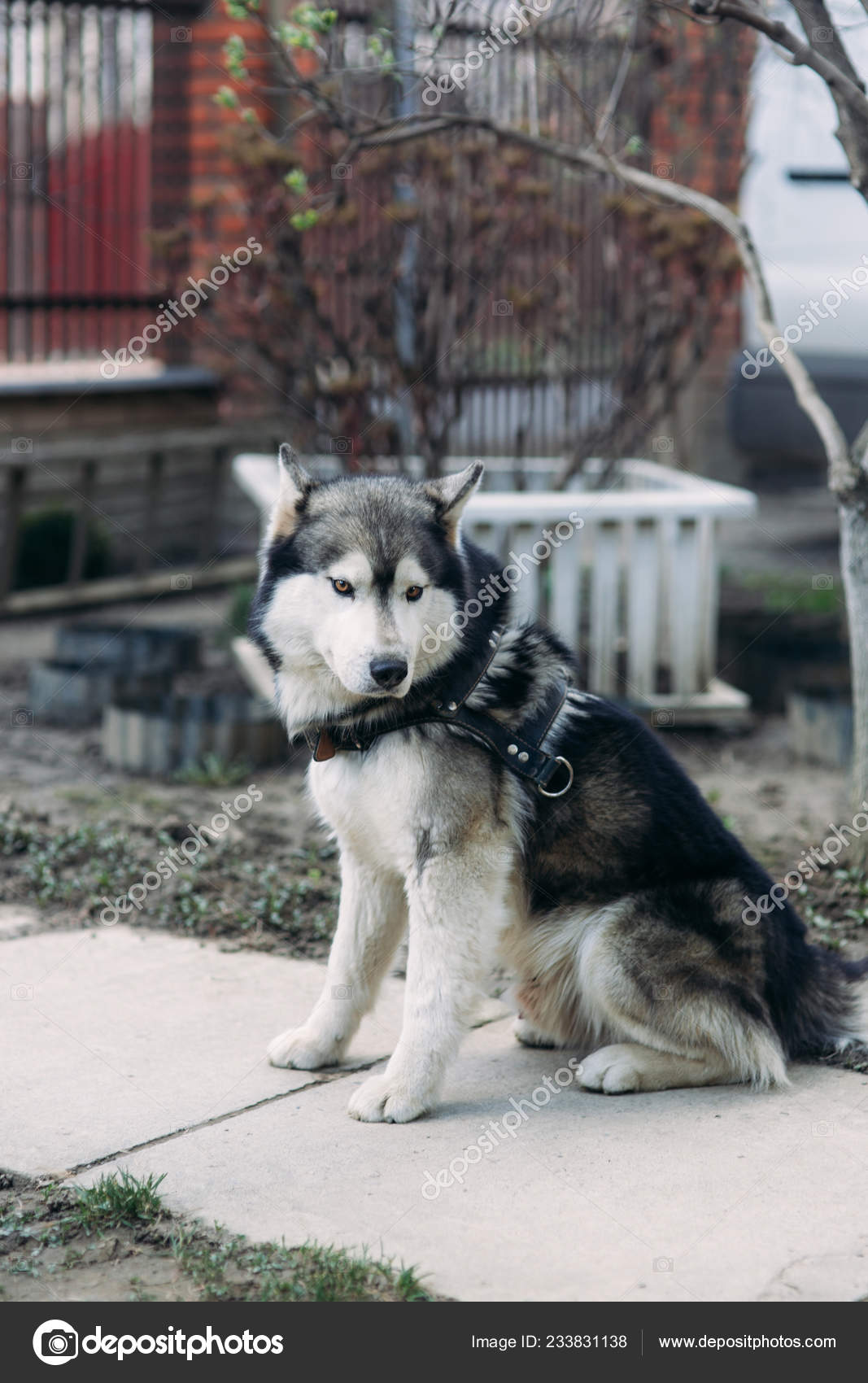 Husky Sits On One Place Beautiful Dog Stock Photo Image By C Gritsiv Foto Husky Sits On One Place Beautiful Dog Stock Photo Image By C Gritsiv Foto