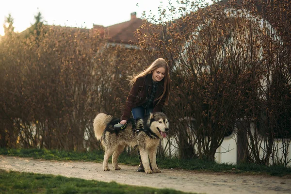 Blondes Model posiert mit Husky-Hund für Fotograf — Stockfoto