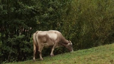 Güzel sığır kaldırdı ot çiftlik alanında ayakta. Dışarıda inek
