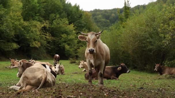 Mooie vee permanent op het gebied van gras boerderij aan de orde gesteld. koe buiten — Stockvideo