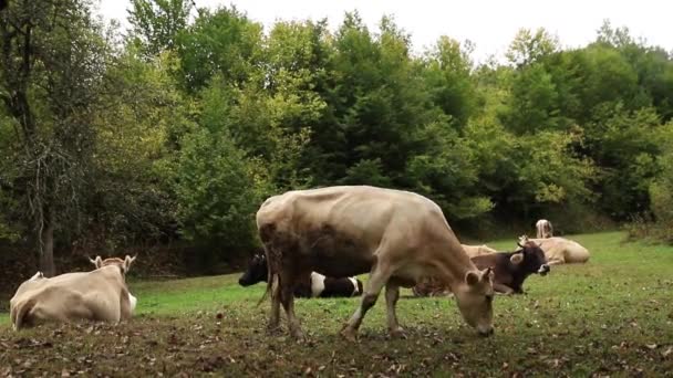 Belo gado em pé no campo da fazenda de grama levantada. vaca fora — Vídeo de Stock