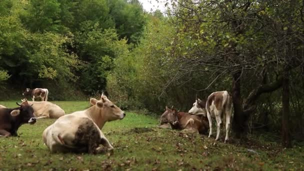 Krásné krávy stojící v oblasti trávy farmě. kráva mimo — Stock video