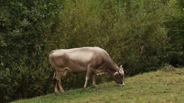 Hermoso ganado de pie en el campo de la granja de hierba criada. vaca fuera — Vídeos de Stock