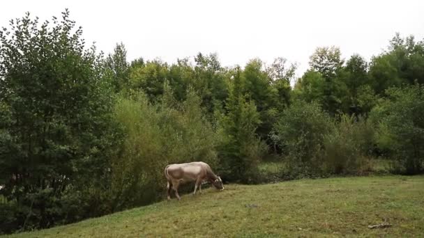 Beautiful sunlit green alpine field with herd of colorful, white and brown cows grazing on hill. cows outside — Stock Video
