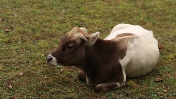 美丽的阳光普照的绿色高山田与一群五颜六色的, 白色和棕色的奶牛在山上吃草。牛外面 — 图库视频影像