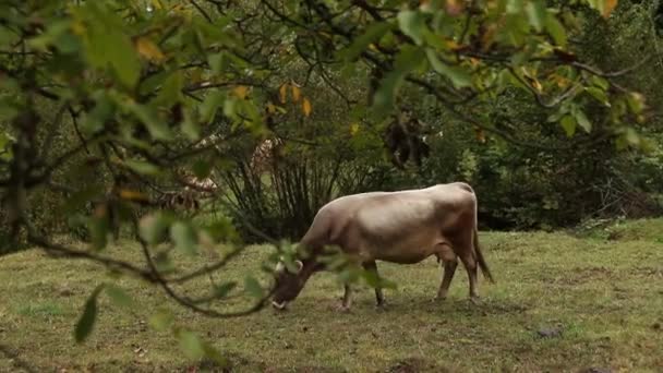 カラフルな白と茶色の群れに美しい太陽に照らされた緑アルプス圏フィールドは、丘の上に放牧牛します。外の牛 — ストック動画