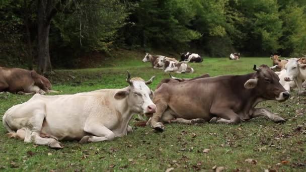 Belo campo alpino verde iluminado pelo sol com rebanho de vacas coloridas, brancas e marrons pastando na colina. vacas no exterior — Vídeo de Stock