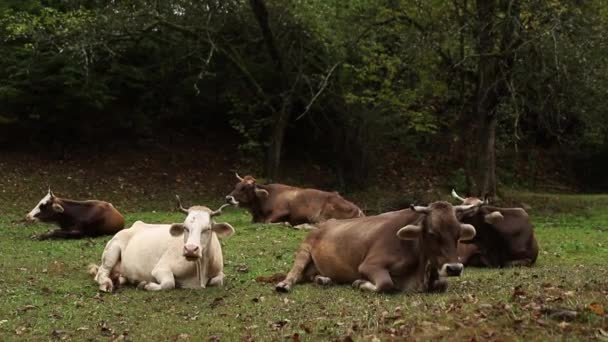 Beau champ alpin vert ensoleillé avec troupeau de vaches colorées, blanches et brunes pâturant sur la colline. vaches dehors .