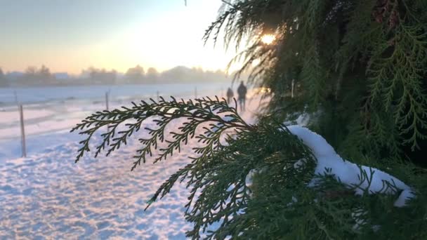Ветви покрытой снегом сосны закрываются — стоковое видео