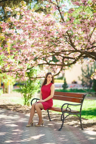 Приваблива дівчина сидить на лавці. Ялинки тло розпусканні рожеві. Весна. Сакура — стокове фото