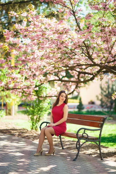 Молода приваблива дівчина сидить на лавці. Тло квітучих рожевих дерев. Весна. Сакура японське дерево — стокове фото