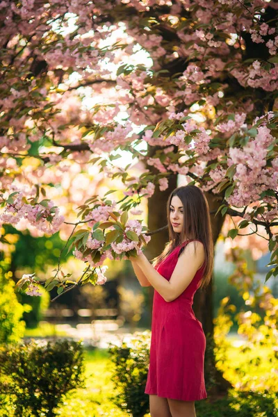 Bella ragazza in posa per il fotografo sullo sfondo di alberi rosa in fiore. Primavera. Sakura — Foto Stock