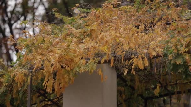 Belle foglie autunnali sul balcone — Video Stock
