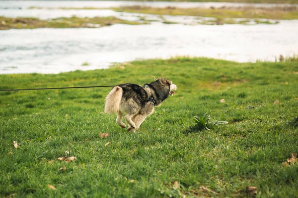 Husky dog run with dog-collar by the river