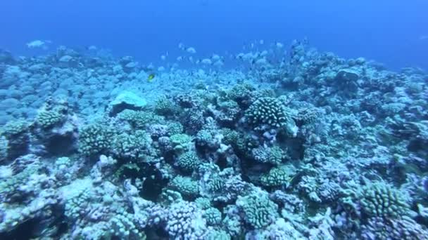 Цветные сиденья на коралловом рифе. Красивые рыбы в нижнем мире. Яркий морской пейзаж, полный разноцветных рыб. Подводные океаны — стоковое видео