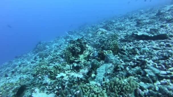 Kolorowe wyblakłe na koralrafie. Piękne ryby w świecie underwoter. Jasne morze buttom krajobraz pełen kolorowych ryb. Podwodne ocaen Aquatic Wildlife — Wideo stockowe