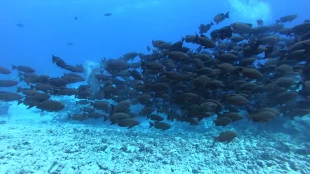 Πολύχρωμα περιέλασαν στον κοράλαλο. Όμορφα ψάρια στον κόσμο των υποβόων. Φωτεινό τοπίο θάλασσα γεμάτο πολύχρωμα ψάρια. Υποβρύχια πανίδα, υδρόβια άγρια ζώα. Γιγαντιιακό κοπάδι ψαριών — Αρχείο Βίντεο