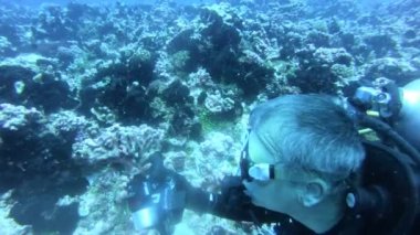 Sualtı dünyasında mercan resifi ve tropikal balık. Dalış ve şnorkelli yüzme. Doğal enviromen koşulları. Sıcak okyanus ve berrak su