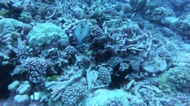 Sualtı dünyasında mercan resifi ve tropikal balık. Dalış ve şnorkelli yüzme. Doğal enviromen koşulları. Sıcak okyanus ve berrak su