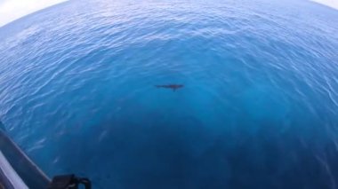 Okyanusta köpekbalığı tekne kadar görünümü