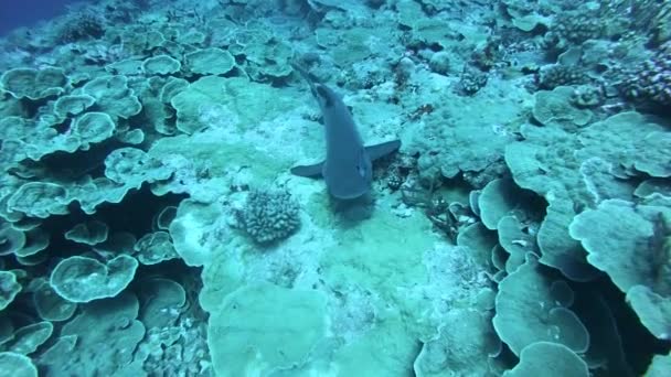 Πολύχρωμα περιέλασαν στον κοράλαλο. Όμορφα ψάρια στον κόσμο των υποβόων. Φωτεινό τοπίο θάλασσα γεμάτο πολύχρωμα ψάρια. Υποβρύχια πανίδα, υδρόβια άγρια ζώα. Καρχαρία — Αρχείο Βίντεο