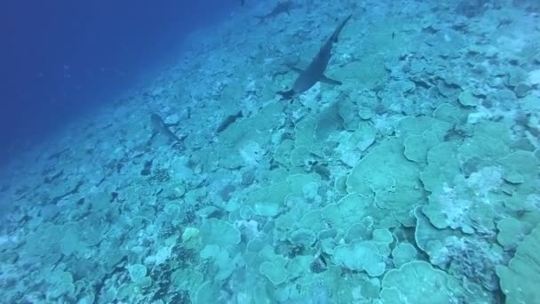 Κοραλλιογενείς υφάλους και τροπικά ψάρια στον υποβρύχιο κόσμο. Καταδύσεις και κολύμβηση με αναπνευστήρα. Φυσικές συνθήκες περιβάλλοντος. Ζεστός ωκεανός και καθαρό νερό — Αρχείο Βίντεο