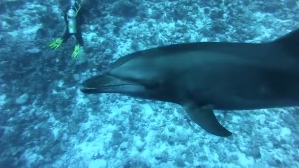 Golfinhos nadando na água azul. Oceano Atlântico. Mundo subaquático. Água limpa — Vídeo de Stock