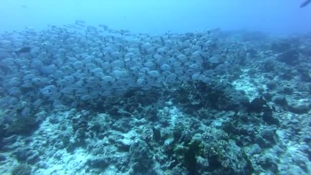 Shoal de peixes no mundo subaquático. Peixes coloridos em água azul clara — Vídeo de Stock