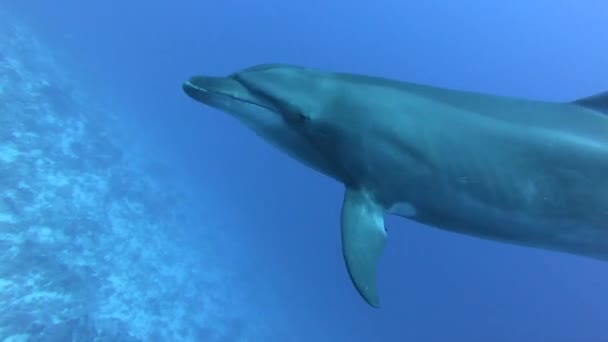 Delfines nadando en el agua azul. Océano Atlántico. Mundo submarino. Agua clara — Vídeo de stock