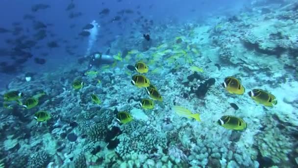 Sualtı dünyasında balık sürüsü. Berrak mavi suda renkli balıklar — Stok video
