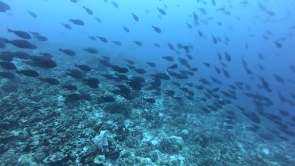 Shoal de peixes no mundo subaquático. Peixes coloridos em água azul clara — Vídeo de Stock