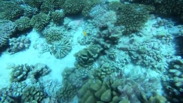 Цветные сиденья на коралловом рифе. Красивые рыбы в нижнем мире. Яркий морской пейзаж, полный разноцветных рыб. Подводные океаны — стоковое видео