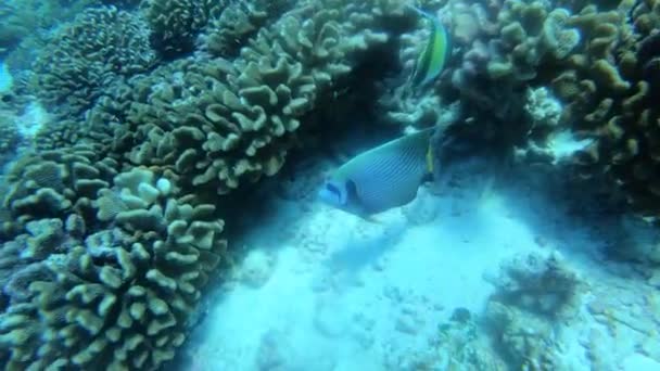 Farbenfroh gesäumt am Korallenriff. schöne Fische in der Unterwasserwelt. helles Meer buttom Landschaft voller bunter Fische. Unterwasser ocaen aquatische Tierwelt — Stockvideo