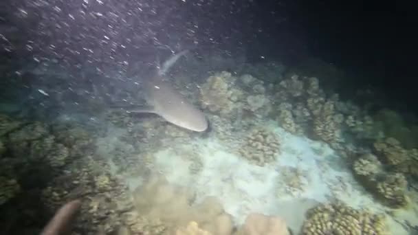 一群鲨鱼在黑暗的海底世界里。潜水员用手电筒在黑暗中看鲨鱼 — 图库视频影像