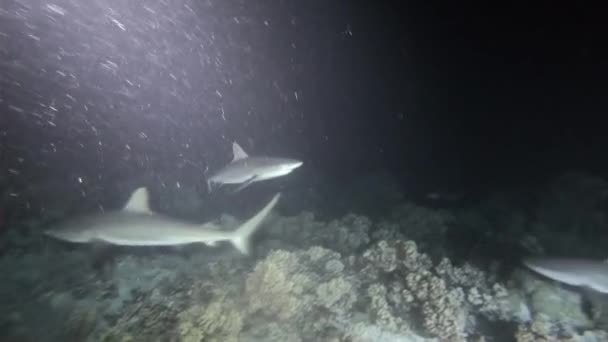 A flock of sharks in a dark underwather world. Scuba diver uses flashlight to see shark in the dark — Stock Video