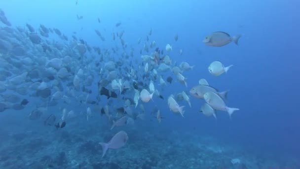 Sualtı dünyasında balık sürüsü. Berrak mavi suda renkli balıklar. 4k 60fps — Stok video