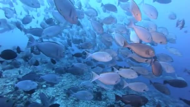 Shoal de poissons dans le monde sous-marin. Poissons colorés en eau bleue claire. 4K 60fps — Video