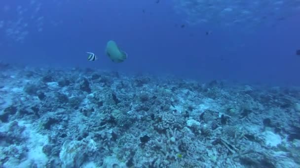 Shoal de peixes no mundo subaquático. Peixes coloridos em água azul clara. 4K 60fps — Vídeo de Stock