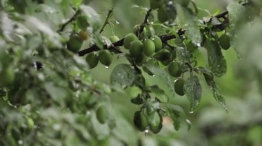 Yağmurlu iken bahçede Pulm ağacı. Ağacın meyveleri hala yeşil. Meyvelere ulaşılamadı