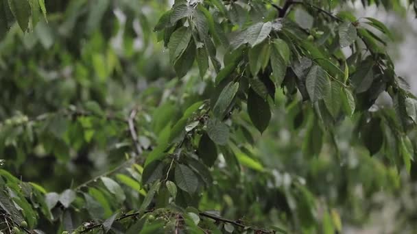 Caen gotas de lluvia sobre hojas verdes de cerezo — Vídeos de Stock